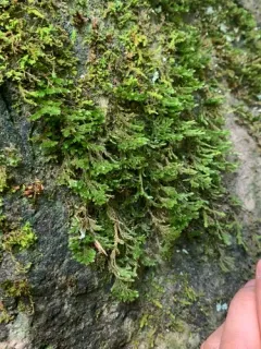 fan moss thumbnail 3
