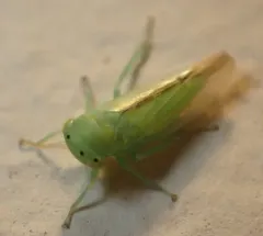 Idiocerus raphus thumbnail 4