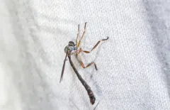 Leptogaster incisuralis thumbnail 2