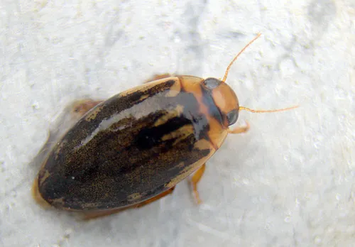 Coptotomus loticus
