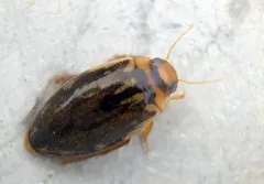 Coptotomus loticus thumbnail 1