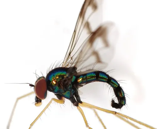 Condylostylus viridicoxa