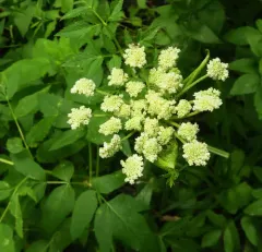 Lyall's angelica thumbnail 3
