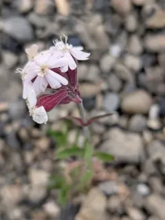 Creeping Catchfly thumbnail 4