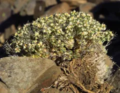 Olympic draba thumbnail 3