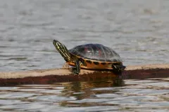 Florida Red-bellied Cooter thumbnail 3