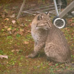 Bobcat thumbnail 3