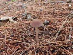 Maroon Brittlestem thumbnail 4