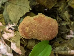 Whitey's Bolete thumbnail 4