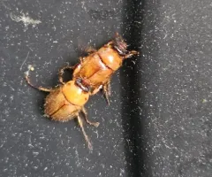 Northern Masked Chafer thumbnail 3