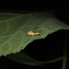 Yellow Wave Moth thumbnail 3