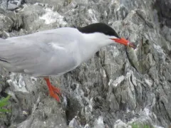 Common Bellowsfish thumbnail 3