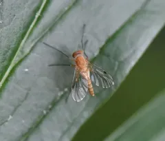 Chrysopilus rotundipennis thumbnail 4