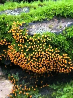 Physarum psittacinum thumbnail 4
