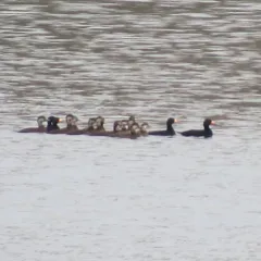 Black Scoter thumbnail 4