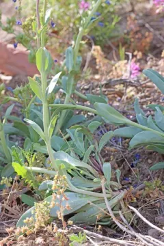 thickleaf beardtongue thumbnail 2