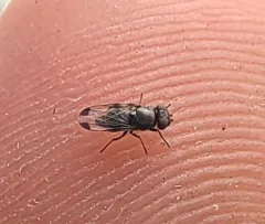 Spotted Root Maggot thumbnail 3