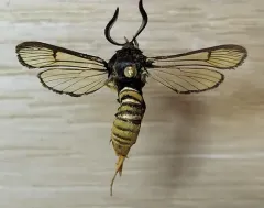 Spartans' clearwing thumbnail 4