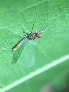 Small Eastern Blue-winged Olive thumbnail 4