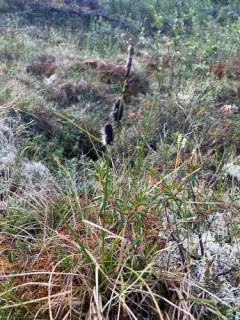 Roundfruit Sedge thumbnail 3