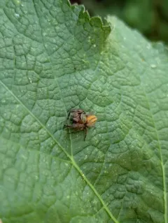 Phidippus pius thumbnail 3