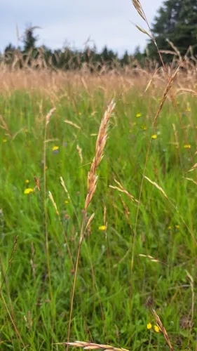 Downy Oat-grass
