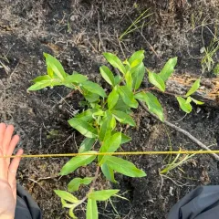 Alaska willow thumbnail 4