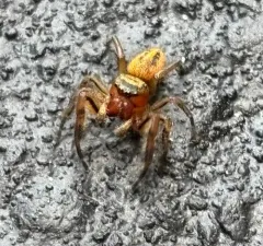 Phidippus pius thumbnail 4