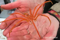 Colossendeis proboscidea thumbnail 2