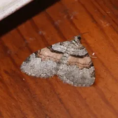 Labrador Carpet thumbnail 1