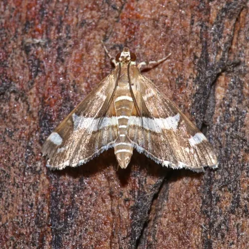 Hawaiian Beet Webworm Moth