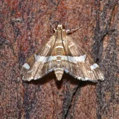Hawaiian Beet Webworm Moth thumbnail 1