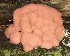 Tubifera magna thumbnail 1