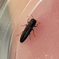 Agrilaxia flavimana thumbnail 4