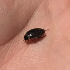 Rhantus consimilis thumbnail 4
