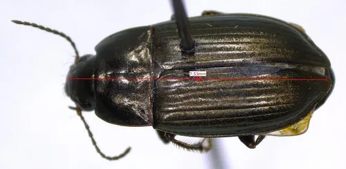 Amara farcta