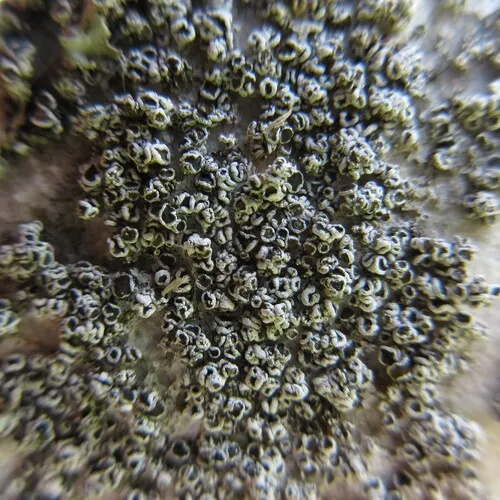 Myriolecis torrida