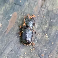 Red-rot Decay Stag Beetle thumbnail 4