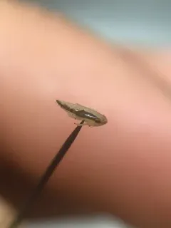 Painted Leafhopper thumbnail 3