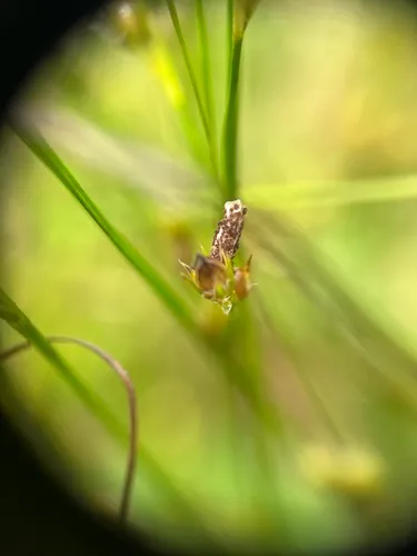 Coleophora concolorella