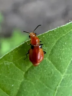 Attalus humeralis thumbnail 2