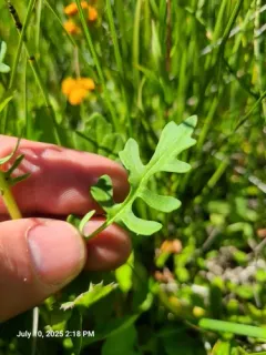 Weak Groundsel thumbnail 3