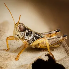 Montana Grasshopper thumbnail 2