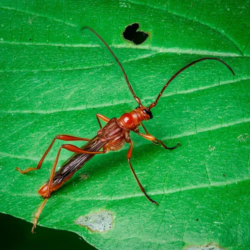 Necydalis laevicollis