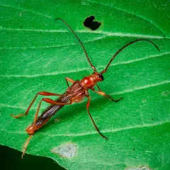 Necydalis laevicollis thumbnail 1