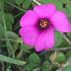 pink-sorrel thumbnail 1
