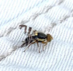 Eastern Cherry Fruit Fly thumbnail 3