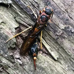 Pigeon Horntail thumbnail 1