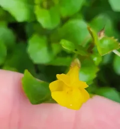 michigan monkey flower thumbnail 4