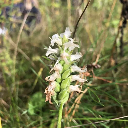 Sphinx ladies’ tresses